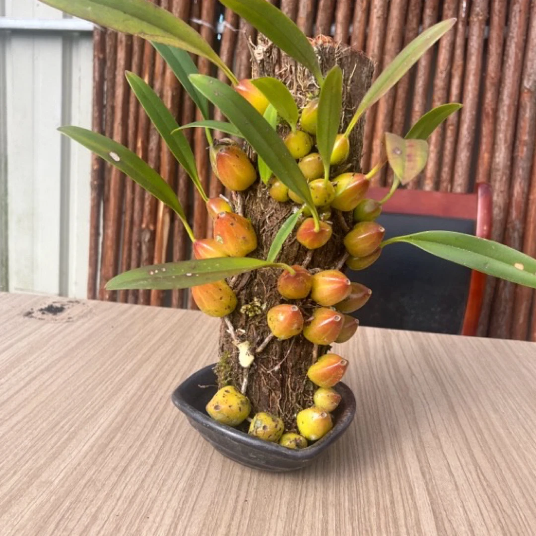 石斛寄生桩 （各品种）