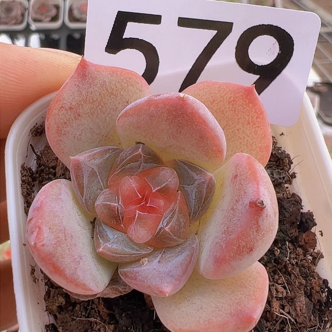 一物一拍30包邮6666