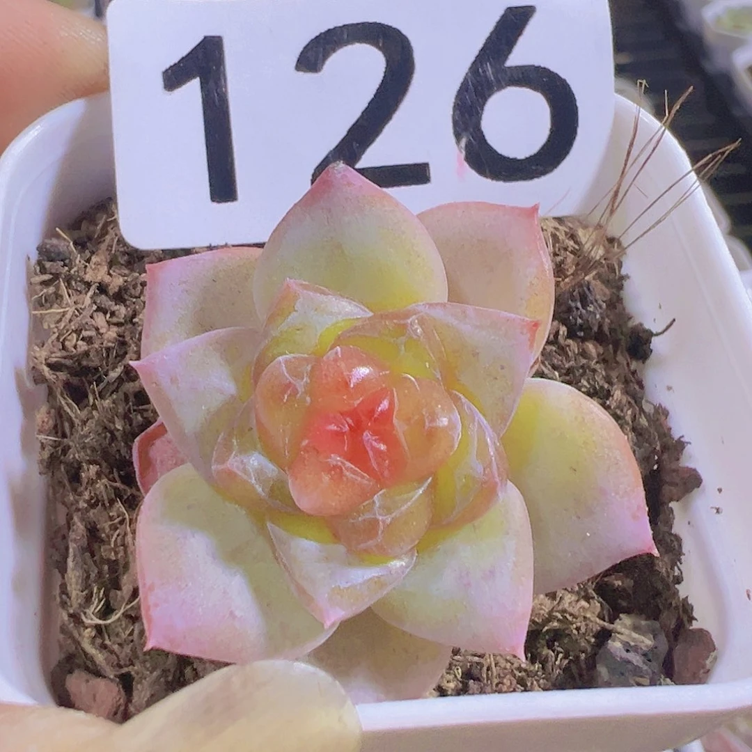 一物一拍30包邮66666