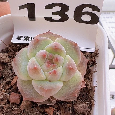 一物一拍30包邮6666