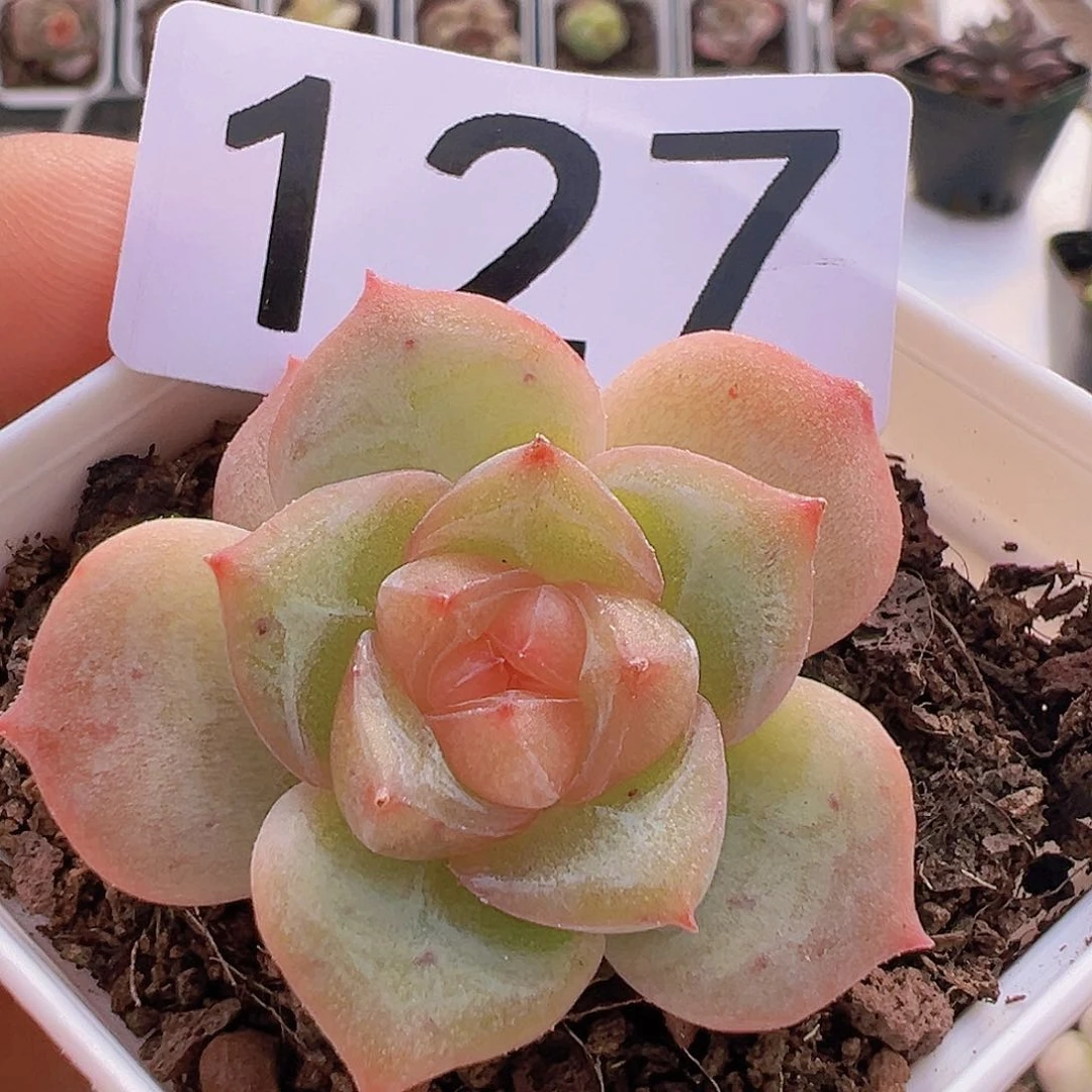 一物一拍30包邮6666