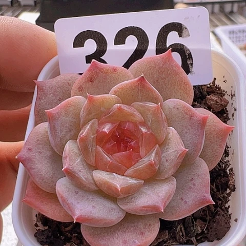 一物一拍30包邮6666
