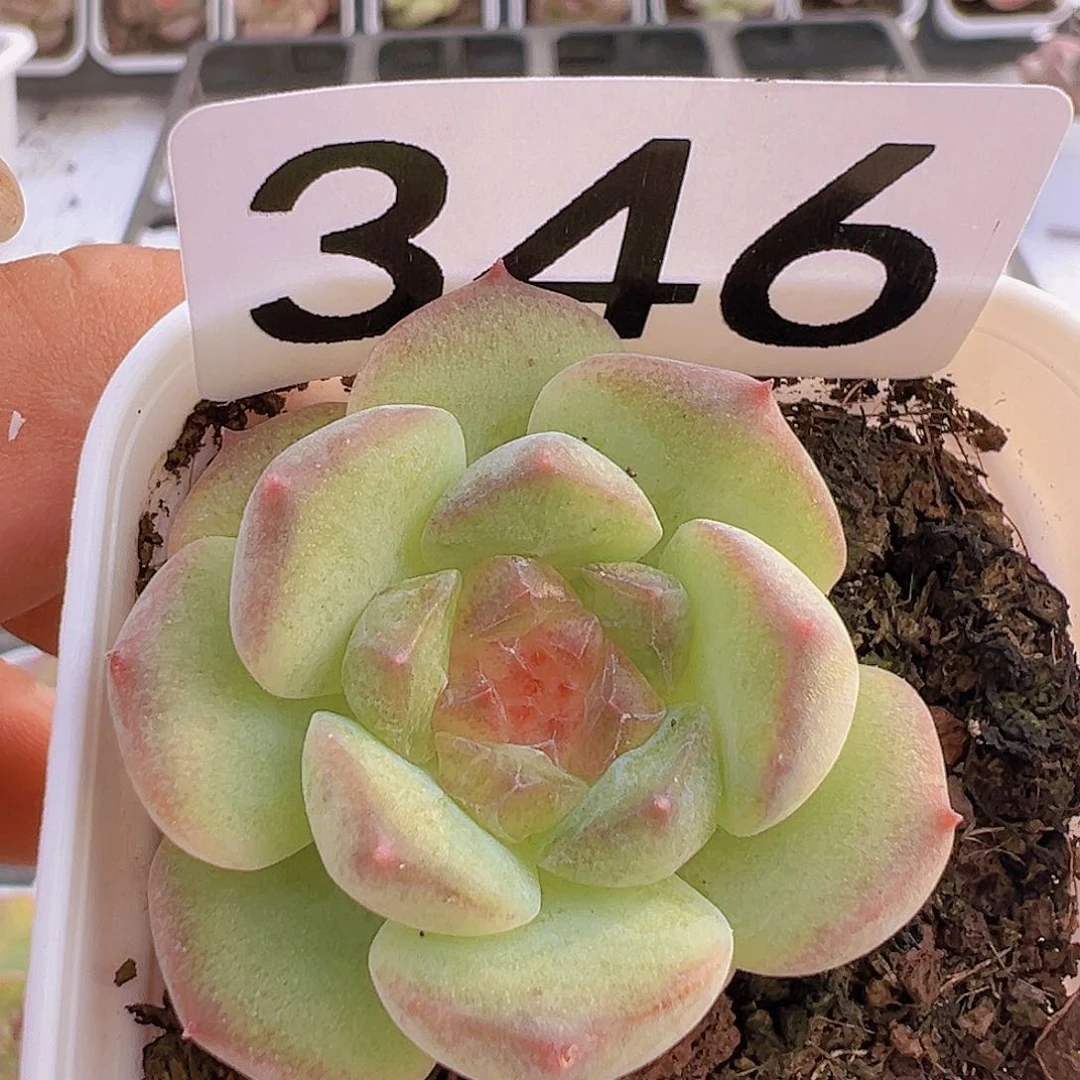 一物一拍30包邮666