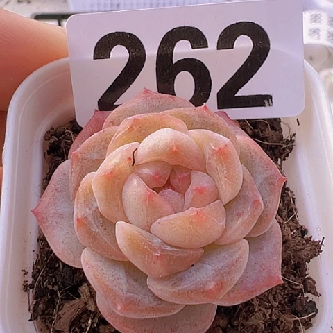 一物一拍30包邮6666