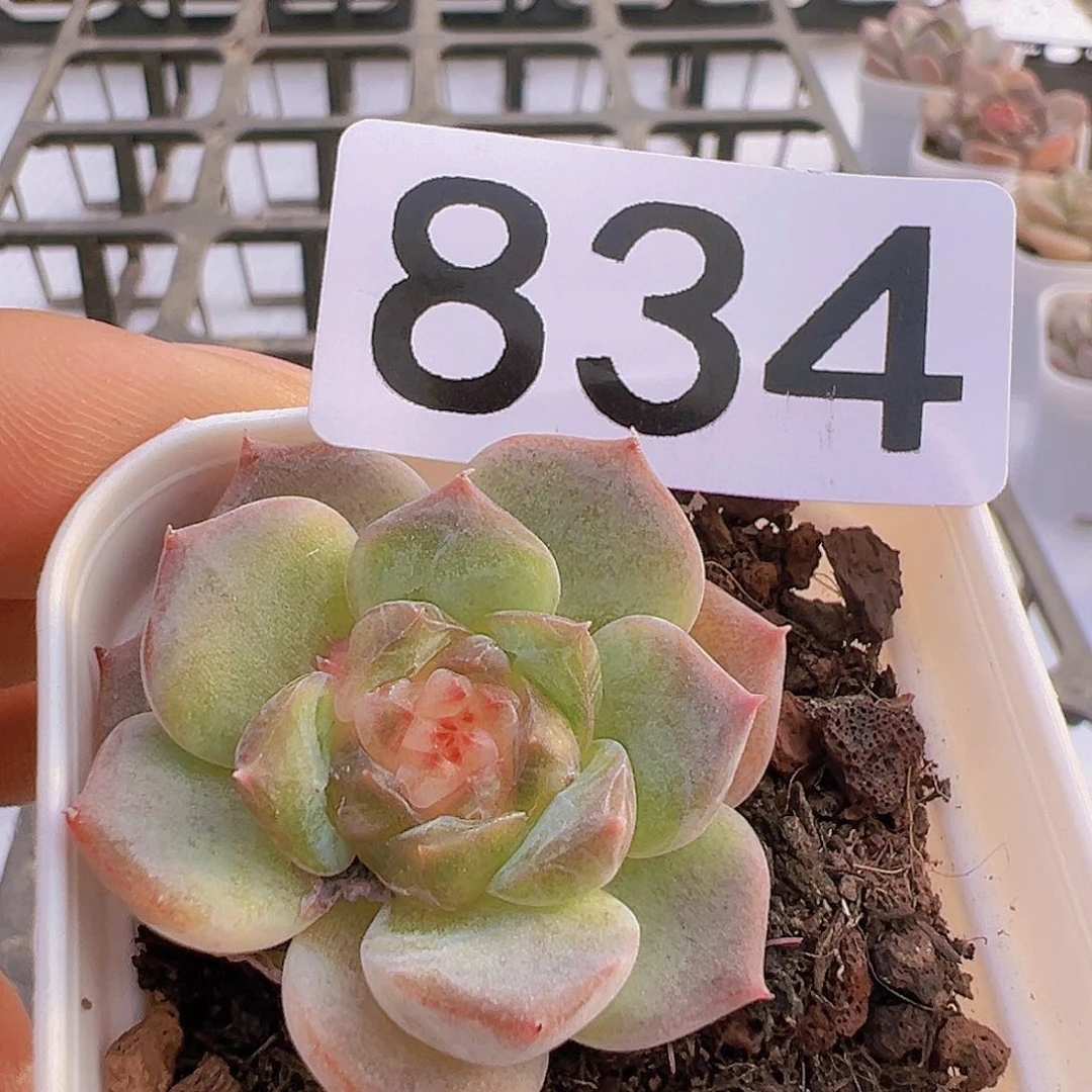 一物一拍30包邮66666