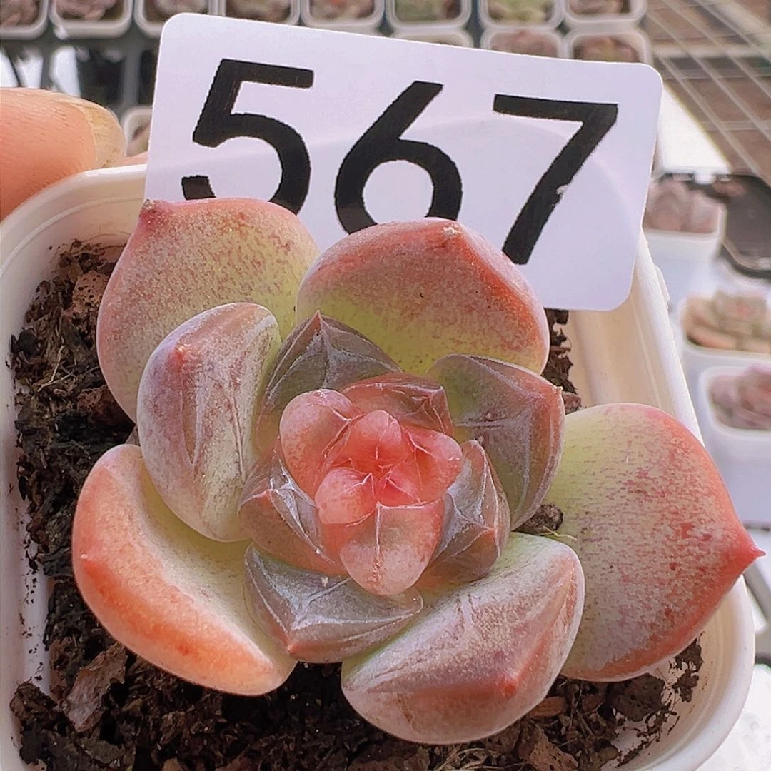 一物一拍30包邮6666