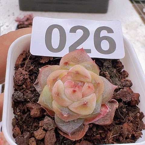 一物一拍30包邮6666