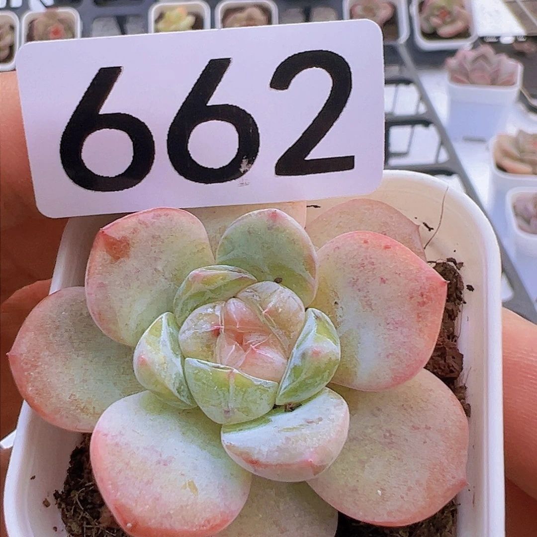 一物一拍30包邮666666