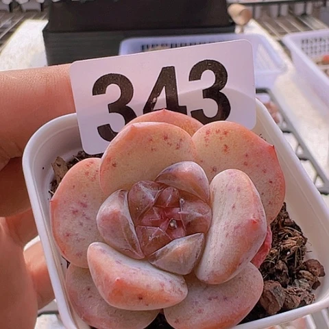 一物一拍30包邮6666