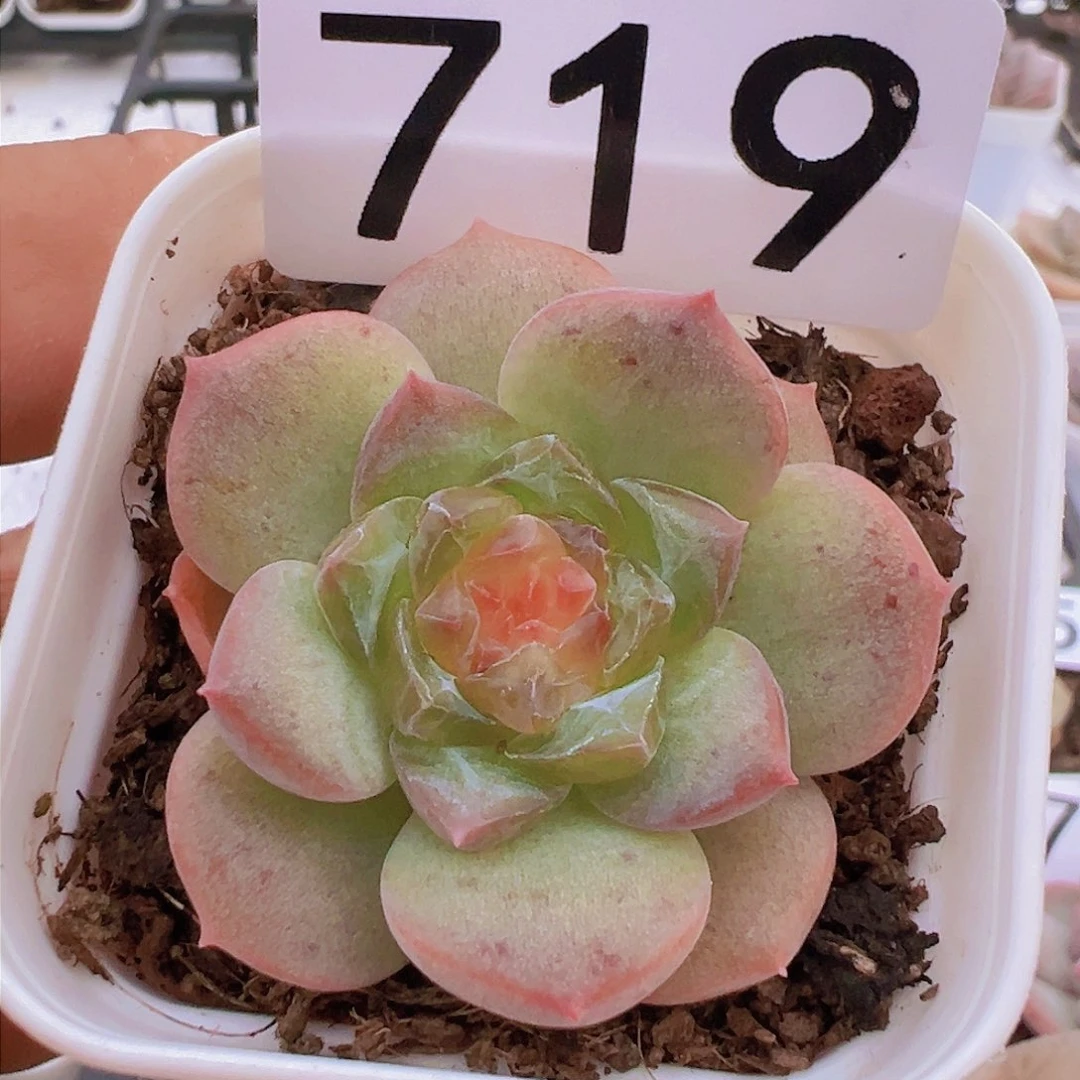 一物一拍30包邮666666^_^