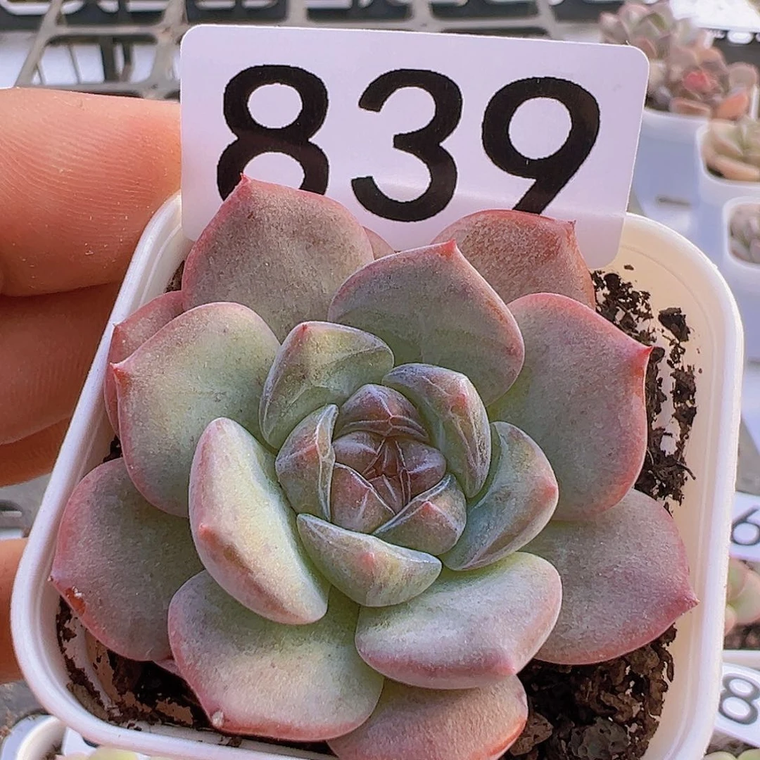 一物一拍30包邮66666