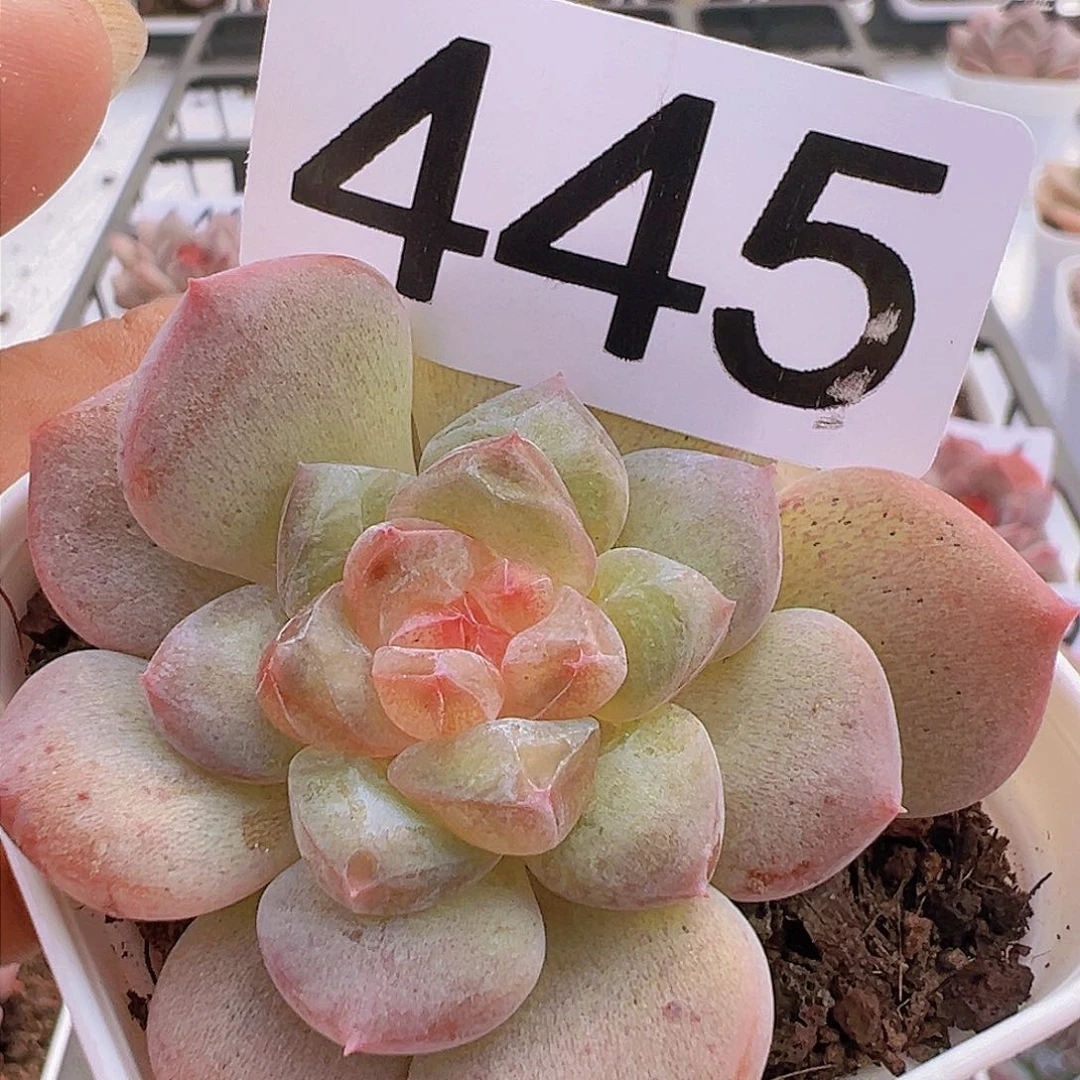 一物一拍30包邮6666