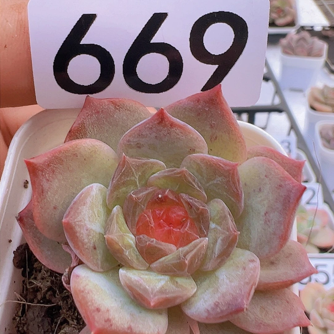 一物一拍30包邮666666