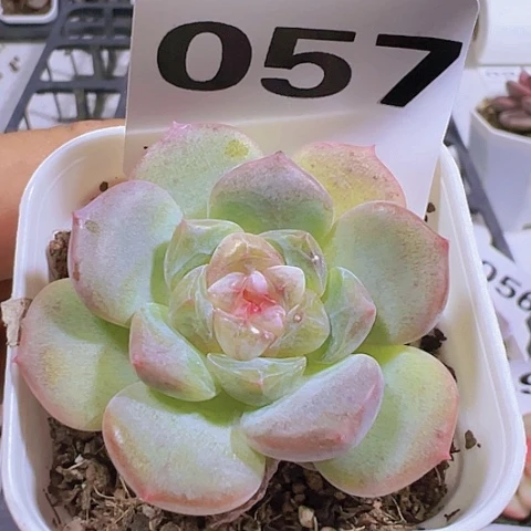 一物一拍30包邮66666