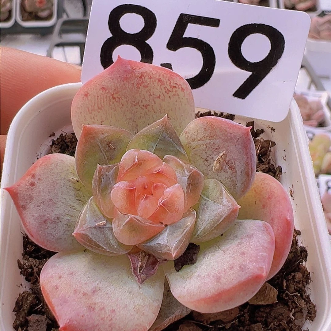 一物一拍30包邮6666