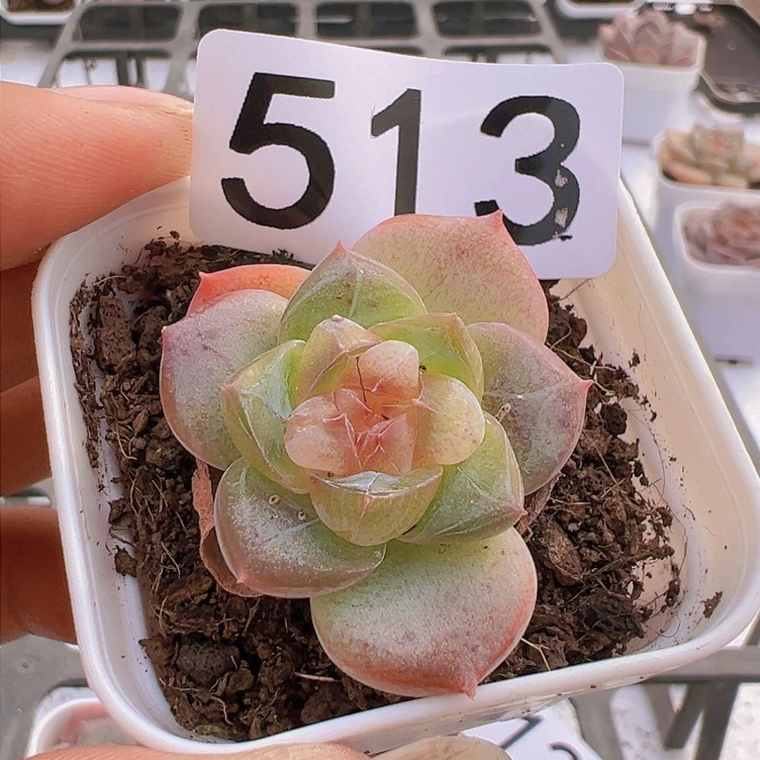 一物一拍30包邮6666