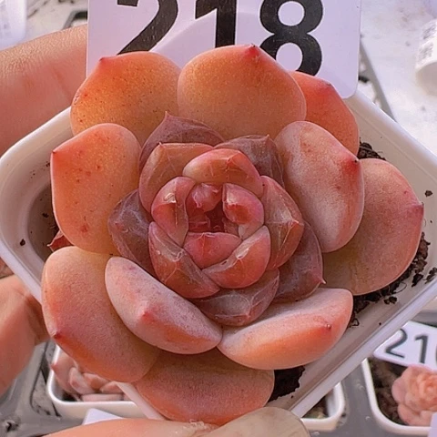 一物一拍30包邮6666