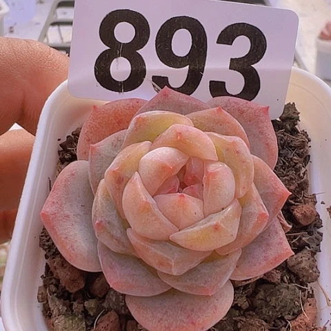 好一物一拍30包邮6666