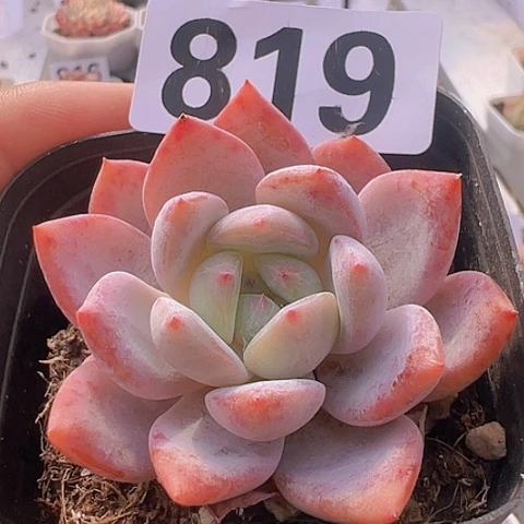 一物一拍30包邮66666