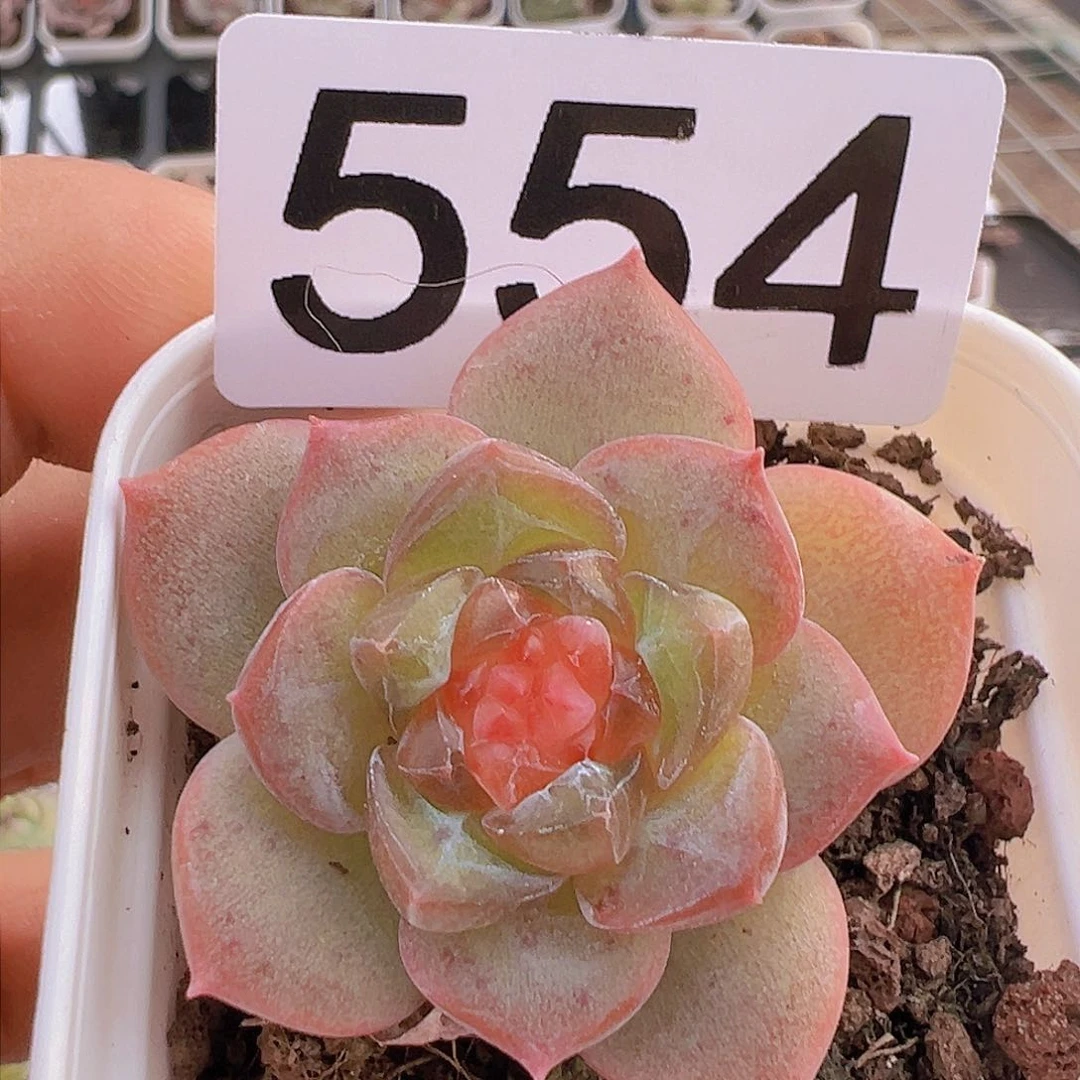 一物一拍30包邮6666