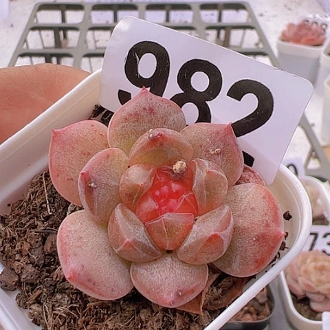 一物一拍30包邮6666