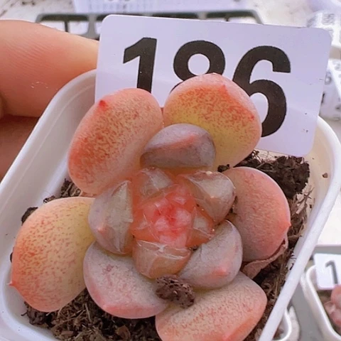 一物一拍30包邮6666