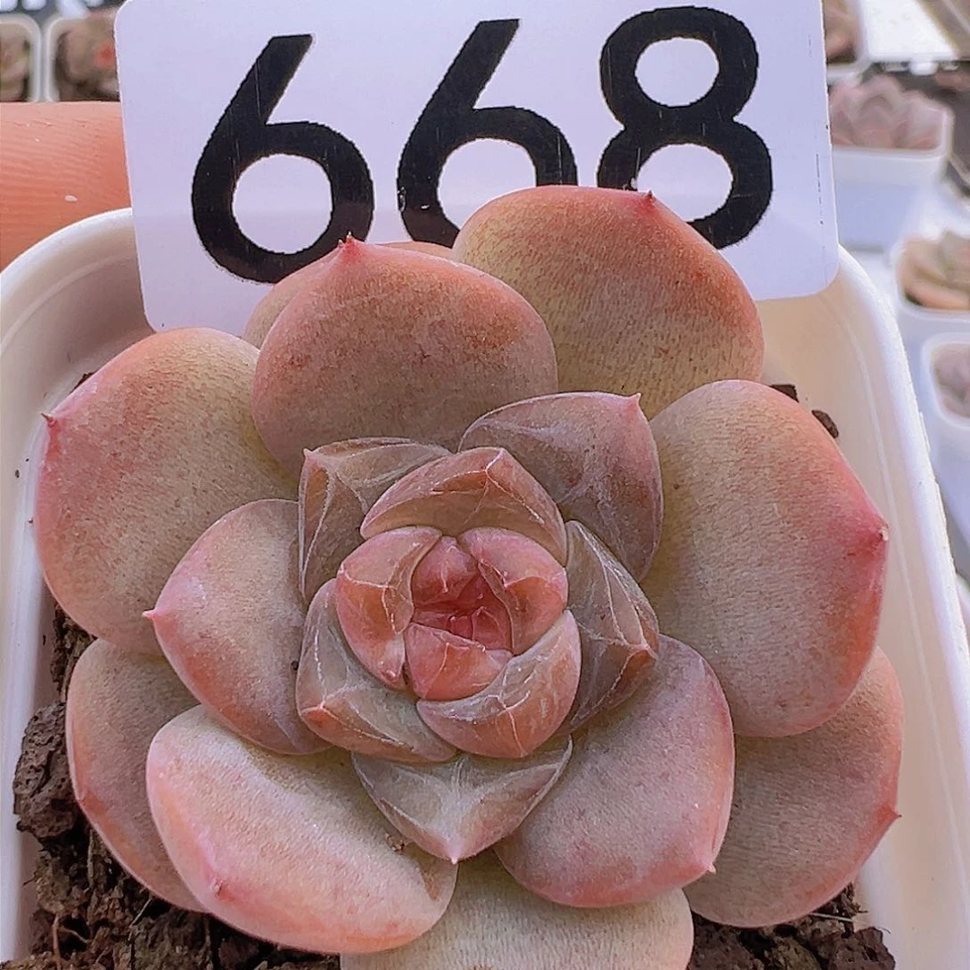 一物一拍30包邮666666