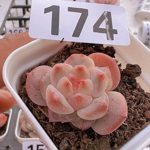 一物一拍30包邮6666