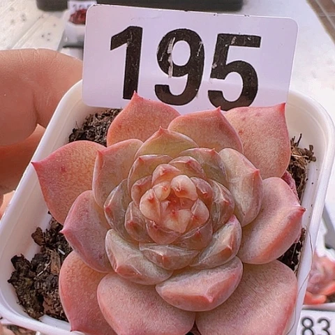 一物一拍30包邮6666