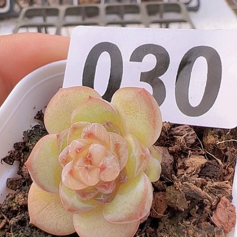 一物一拍30包邮6666