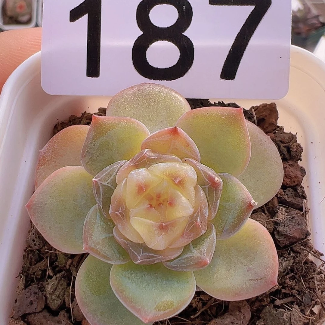 一物一拍30包邮6666