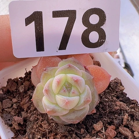 一物一拍30包邮6666