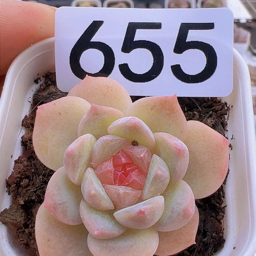 一物一拍30包邮666666