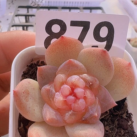 一物一拍30包邮6666