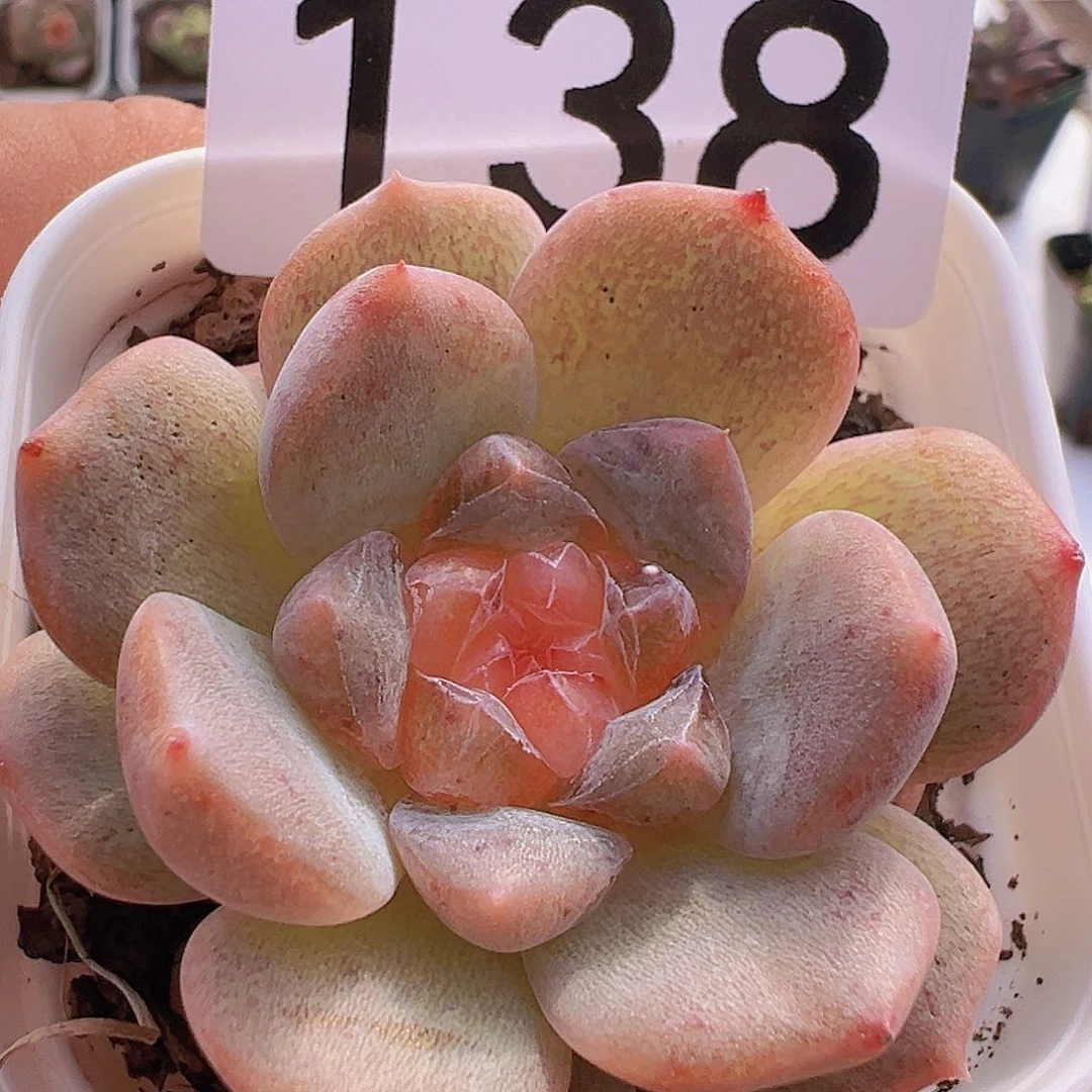 一物一拍30包邮6666