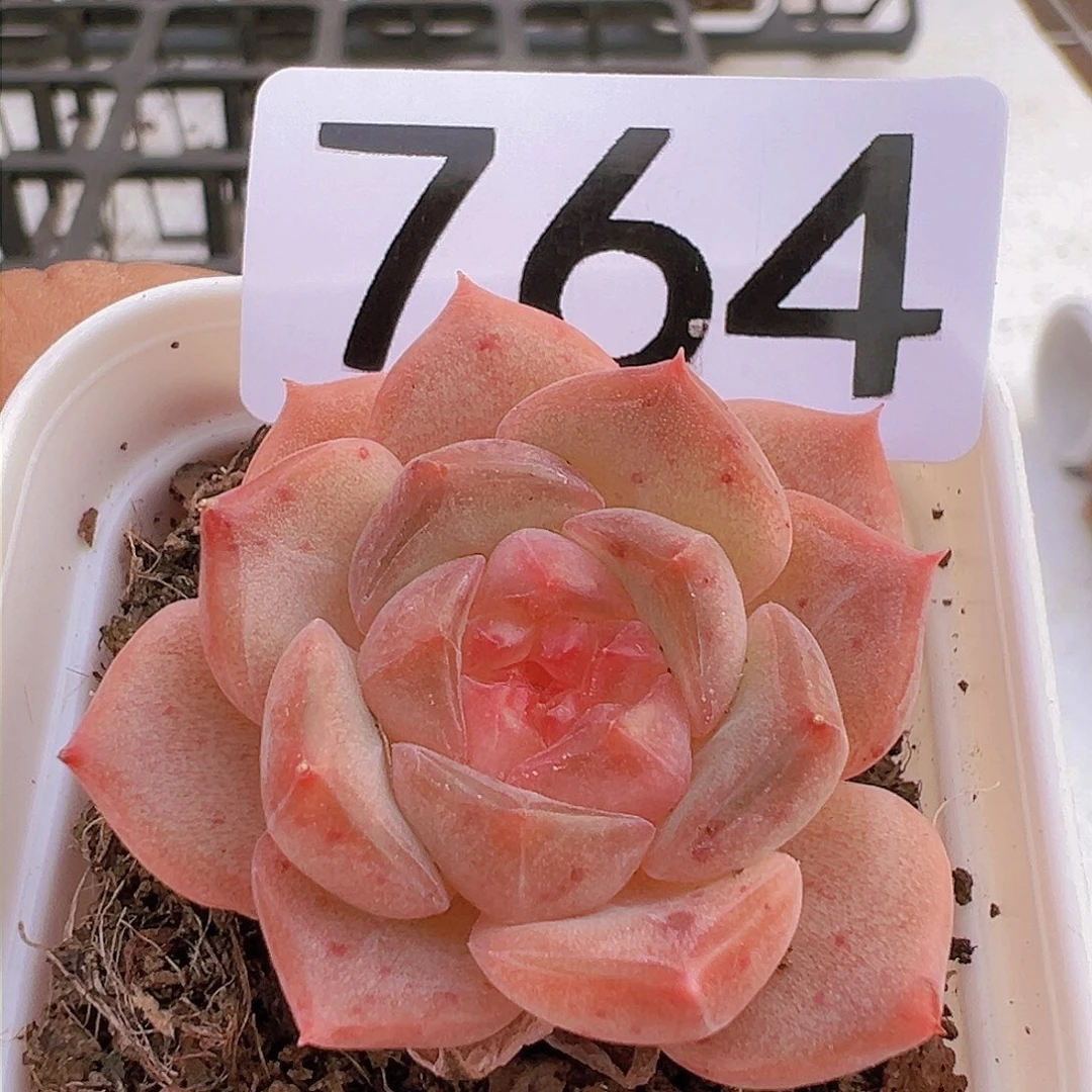 一物一拍30包邮6666