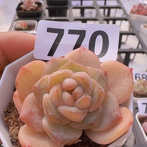 一物一拍30包邮6666