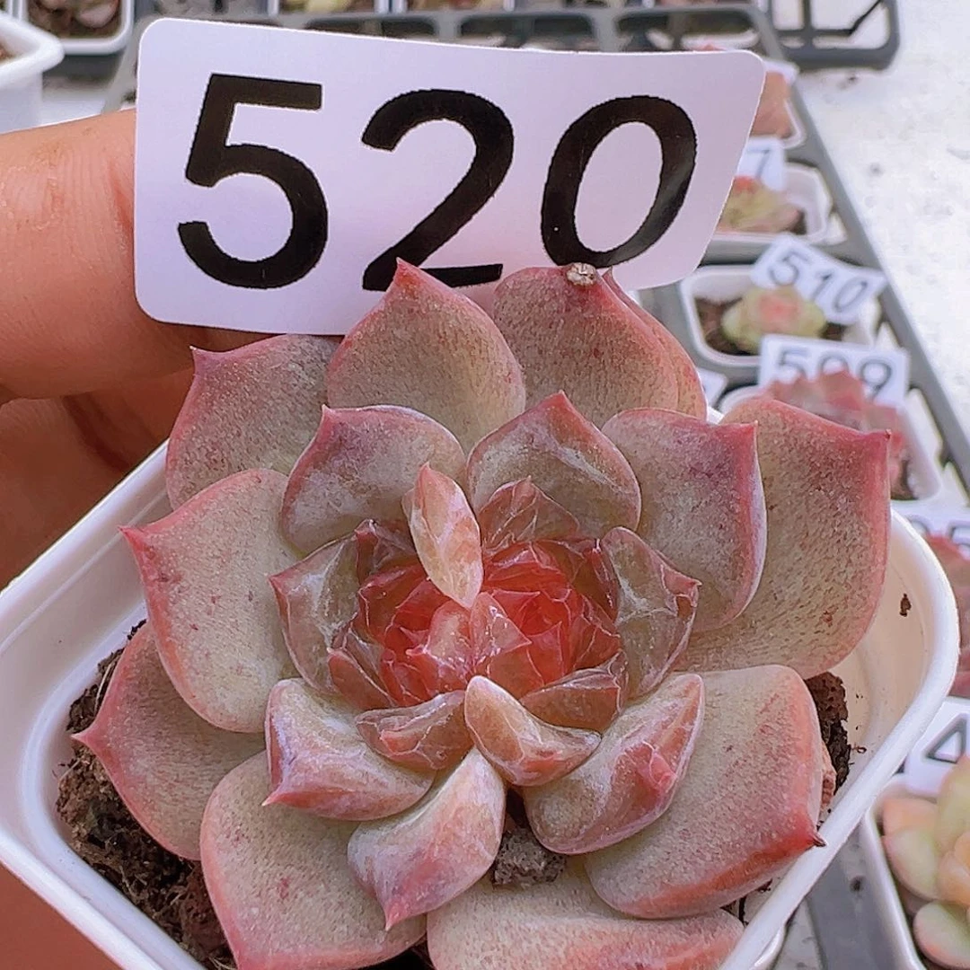 一物一拍30包邮6666