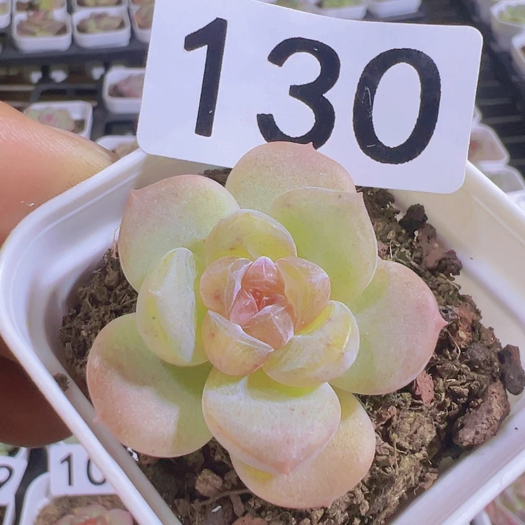 一物一拍30包邮66666