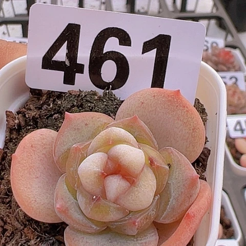 一物一拍30包邮6666