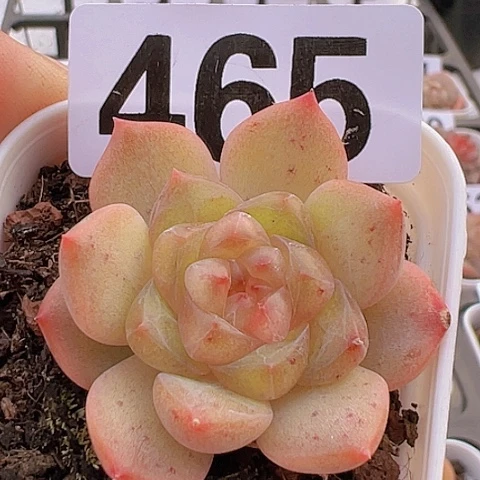 一物一拍30包邮6666