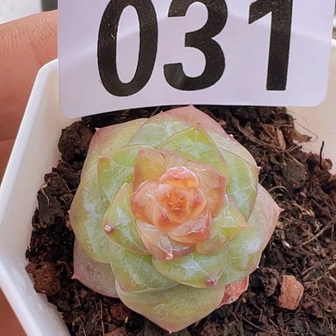 一物一拍30包邮6666