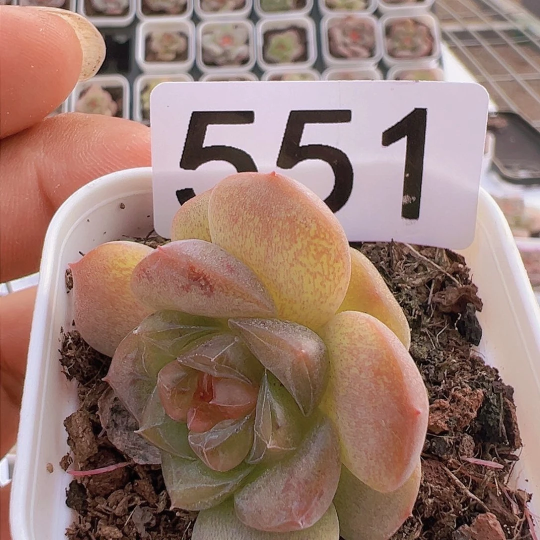 一物一拍30包邮6666