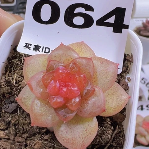 一物一拍30包邮66666