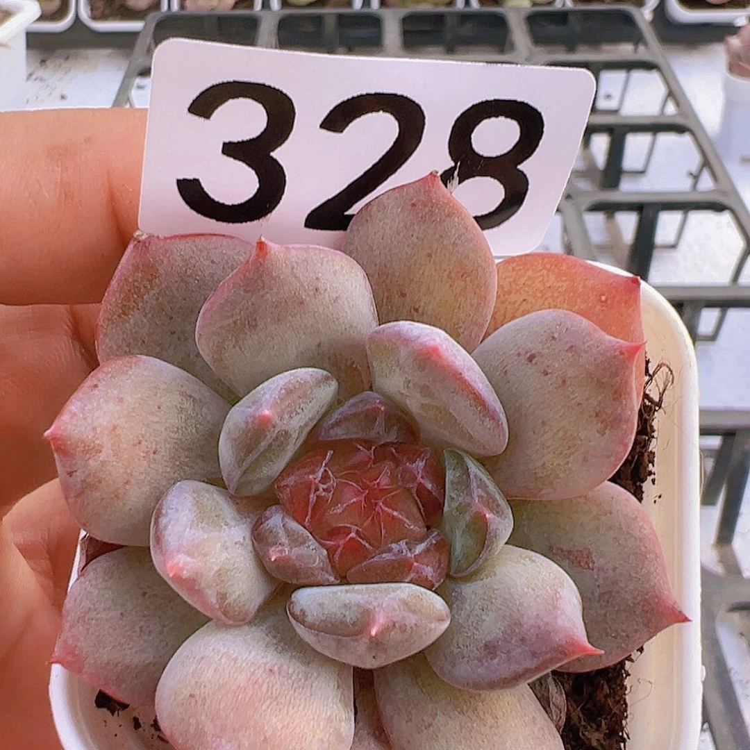 一物一拍30包邮6666