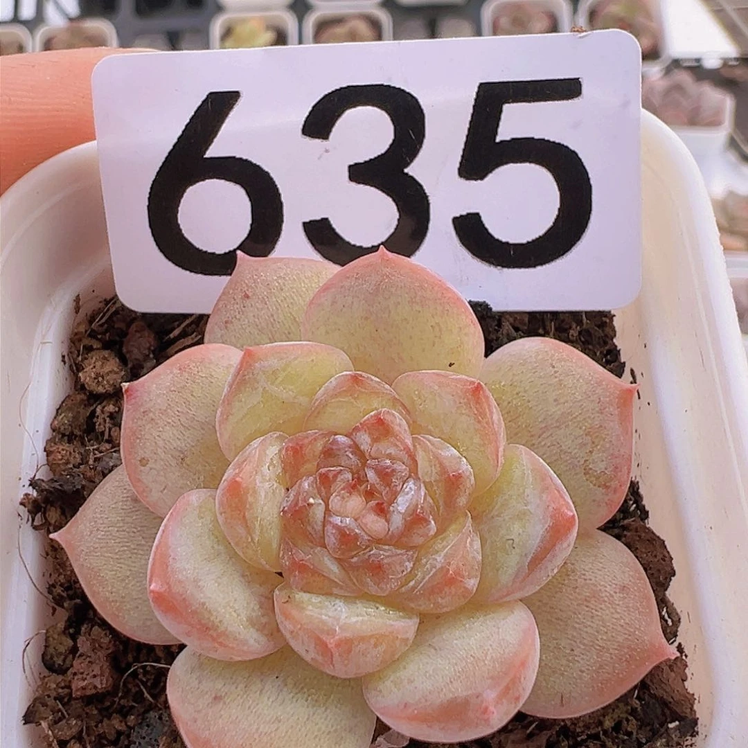 一物一拍30包邮6666