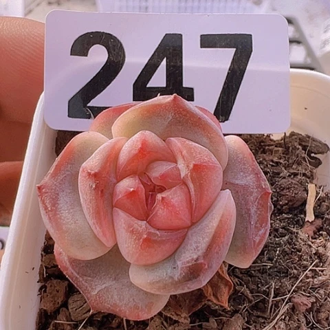 一物一拍30包邮6666