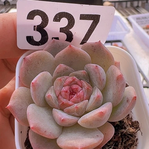 一物一拍30包邮6666