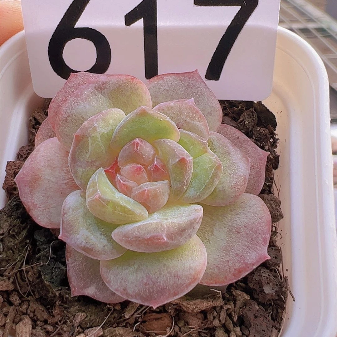 一物一拍30包邮6666