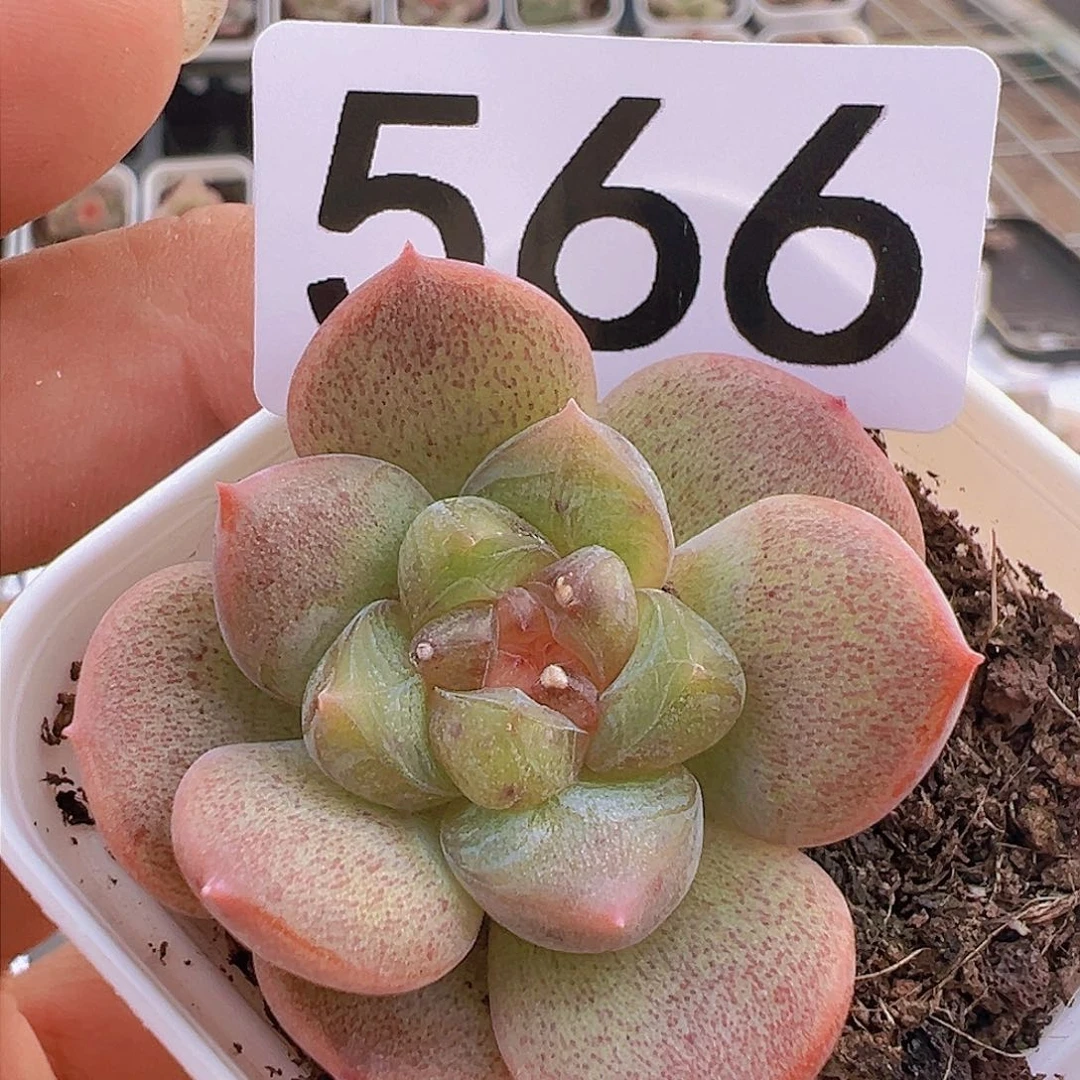 一物一拍30包邮6666